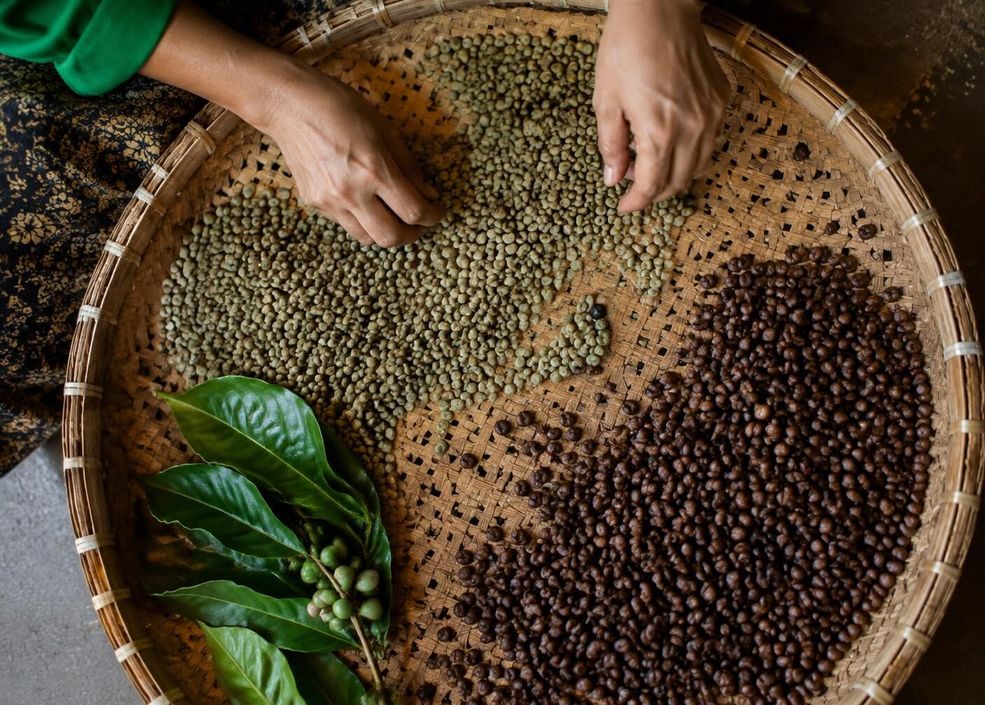 Coffee beans being hand-sorted on a woven bamboo tray